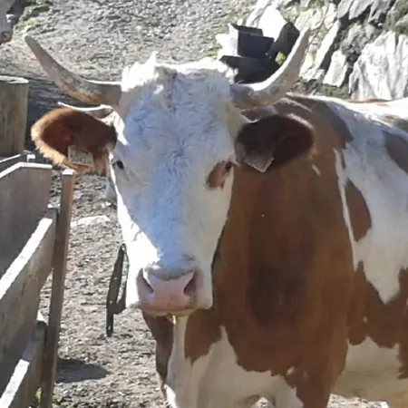 Séjour à la ferme Obertimmeltaler Matrei in Osttirol