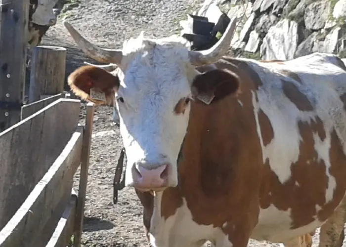 Farma Obertimmeltaler Matrei in Osttirol